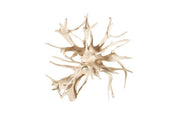 TEAK ROOT COFFEE TABLE BLEACHED